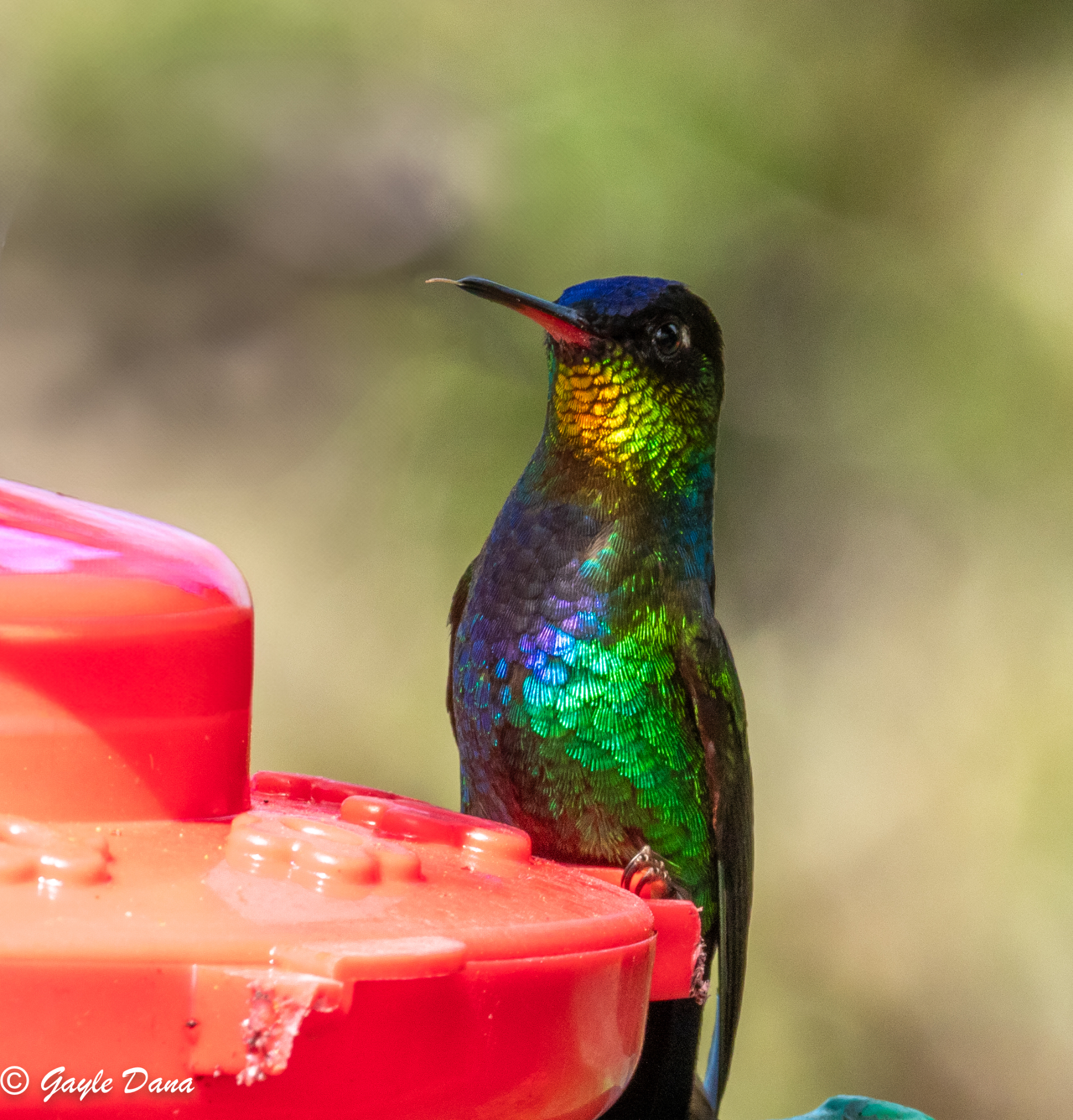 Fiery throated Hummingbird 3